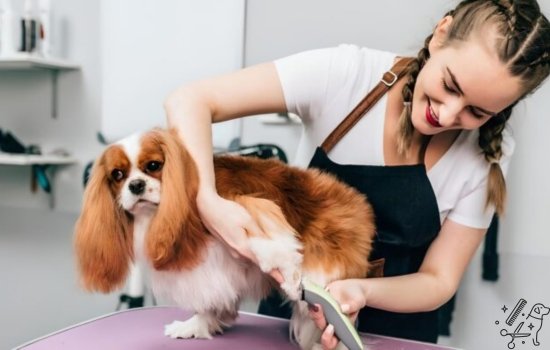 Curso gratuito de peluquería canina con certificado válido