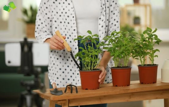 Curso de jardinería gratuito con certificado