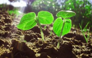 Apps que salvan tus plantas