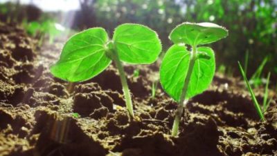 Apps que salvan tus plantas