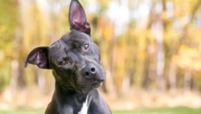 ¡Traduce a tu perro! Apps para entender lo que dice