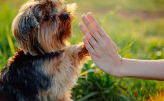 Entrena a tu mascota fácil